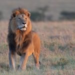 The lions of the Mara are perhaps some of the most beautiful and photogenic in Africa (image by Inger Vandyke)