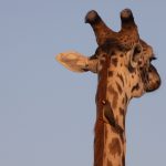 A Yellow-billed Oxpecker takes in the sunrise from a giraffe's neck (image by Inger Vandyke)