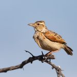 A Rufous-naped Lark perches on a thorny bush (image by Inger Vandyke)