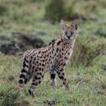 A Serval stops to check on the whereabouts of her cub (image by Inger Vandyke)