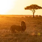 Backlit lions at sunrise on our photography tour of Kenya (image by Inger Vandyke)
