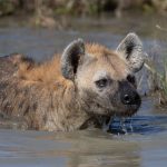 Portrait of a swimming Spotted Hyena (image by Inger Vandyke)