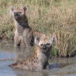 A pair of swimming hyenas in Kenya (image by Inger Vandyke)