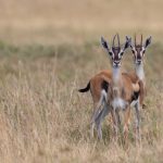 A pretty pair of Thompson's Gazelles stop to stare at us on our Kenya photography tour (image by Inger Vandyke)