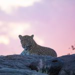 Photography of leopards at sunset is a highlight of photography tours in Kenya
