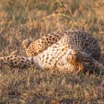 Tito's young girl cub takes a roll in the grass at sunset