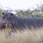 On wildlife photography tours of Kenya you can sometimes see the wildest encounters