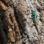 A perky and colourful male Tree Agama are great to capture on Kenya photography tours