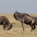 Wildebeest rutting (image by Inger Vandyke)