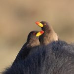 Yellow-billed Oxpeckers perch on the back of an African Buffalo (image by Inger Vandyke)