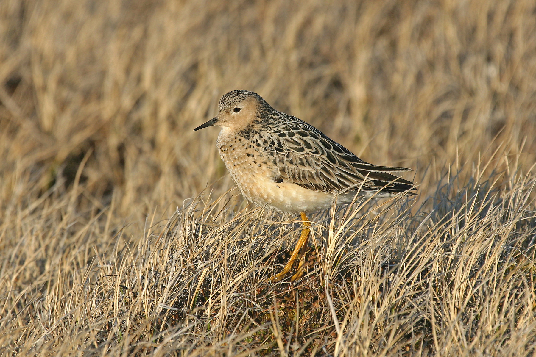 Buff-breasted Sandpiper is one of the more sought after shorebirds at Barrow, occurring in variable numbers from year to year (image by Pete Morris)