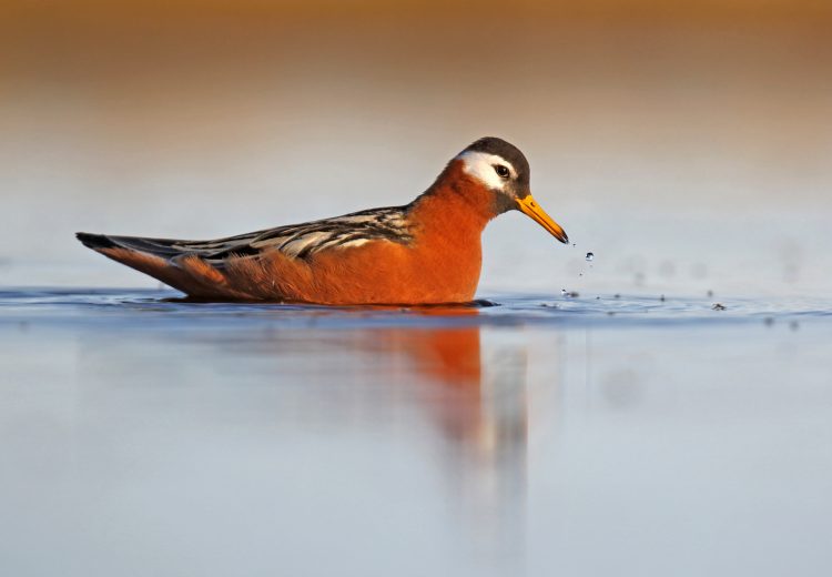 An eye-level Red Phalarope at Barrow (image by Dani Lopez Velasco)