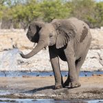 A baby elephant cools off in Etosha on our photo tour of Namibia
