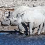 up to 7 seen in one day including these two drinking from a waterhole in Etosha on our Namibia photo tour