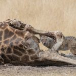 Black-backed Jackals doing their jackal thing at a giraffe carcass in Etosha