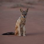 A curious Black-backed Jackal on our photo tour of Namibia