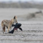 Found! A Cape Fur Seal pup for breakfast! This is one happy Black-backed Jackal
