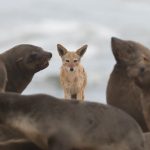 Cheeky Black-backed Jackal inspects a Cape Fur Seal colony for a potential meal