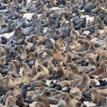 Visit the spectacular fur seal colony of Cape Cross on our Namibia photo tour