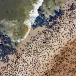 A remote fur seal colony from the air