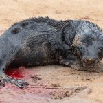 The tiny Cape Fur Seal pup we actually watched being born