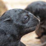Portrait of a Cape Fur Seal pup