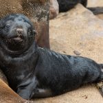 After birth Cape Fur Seal pups grow very quickly on their diet of fatty mother's milk