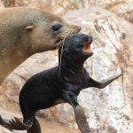 Cape Fur Seal mothers can sometimes drag their pups to safety in a very violent and aggressive way!