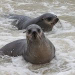 Two Cape Fur seals play in the ocean shallows on our photo tour in Namibia