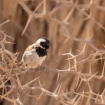 A Cape Sparrow in the thorny bush
