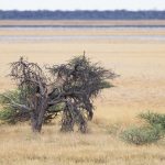 Two of the five Cheetahs we saw in one afternoon in Etosha on our Namibia photography tour