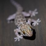 Portrait of a Day Gecko in Mowani Mountain Lodge