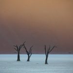 Dawn breaks over the dead Camel Thorn trees of Deadvlei on our photo tour of Namibia