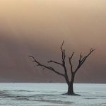 A misty morning softened the dawn light of Deadvlei in Namibia