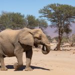 A desert elephant wanders the ancient ephemeral Huab River of Namibia on our photography tour