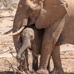 A baby desert elephant takes a snack while sheltering beneath its mother