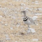 Beautiful Double-banded Courser in Etosha