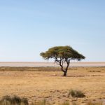 Portrait of a solitary tree at Salvadora in Etosha