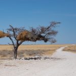 Sociable Weaver nests in one of Etosha's trees