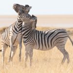 A fighting pair of Burchell's Zebras in Etosha on our Namibia photography tour