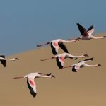Lesser Flamingos take flight in front of the dunes of Sandwich Harbour on our Namibia Photo Tour