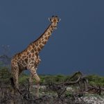 The inky storm skies of Etosha's eastern end created a lovely backdrop for photographing giraffes