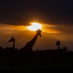 Silhouetted giraffes at sunset on our final night in Etosha