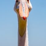 Portrait of a Great White Pelican in Walvis Bay, Namibia