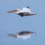 Reflections of a Great White Pelican in flight on our Namibia photography tour