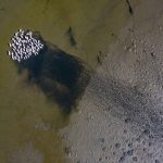 A flock of Great White Pelicans take to the waters of Walvis Bay's wetlands