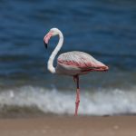 A bold Greater Flamingo on the beach at Walvis Bay