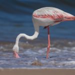 A Greater Flamingo takes a drink in ocean water near Walvis Bay