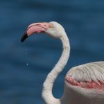 Learn perfect bird photography on our photo tour of Namibia