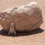 Portrait of a ground squirrel in Solitaire, Namibia
